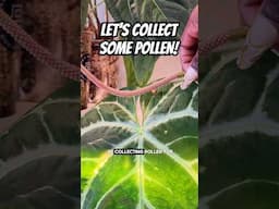 Let's collect some anthurium pollen!🐝🪴✨️ #anthurium #anthuriumpollen #houseplants #plants #chill