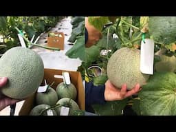 Specialty melons, a protected cropping opportunity for the tropics