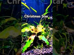 I Got a Christmas Star AQUARIUM PLANT #tropicaltank #tropicalfishkeeping #aquarium #fishtank