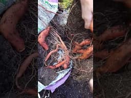 Growing Sweet Potatoes In Bags In A Northern Climate