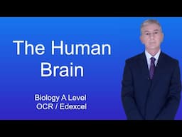 A Level Biology Revision (Year 13) "The Human Brain"