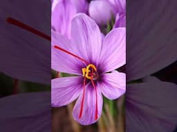 Fall Blooming Bulbs 🍁🌺 || Flock Finger Lakes