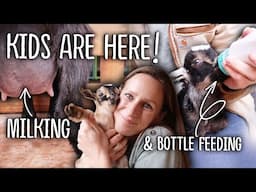 Diary of a NEWBIE Goat Owner - Kidding Season!! - Bottle Feeding, Dam Raising, and Milking 🍼🐐