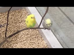 Casal de Periquitos Australianos