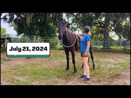 Training Roman: refining halter pressure and touch preferences (July 21, 2024)