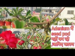 Adenium में seed pod nahin ban rahe kya karen