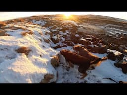 Working Dogs HUNTING Mink in Iceland.