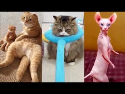 Funny Animals 2024 😂 Top Funny Cat Short Youtube | Funniest Cats and Dogs Videos #169