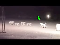 ¡KANGAL derrota a 4 LOBOS en una sorprendente sorpresa!