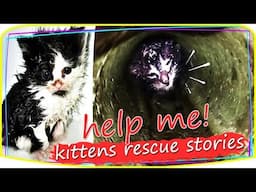 So Touching ! Rescue kitten and Cats Stories  rescued cats before and after