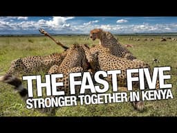 Tano Bora - The Fast Five Cheetahs of the Masai Mara in Kenya