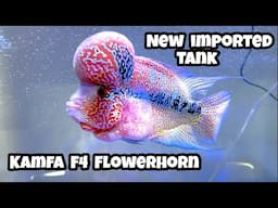 Flowerhorn New Imported Tank | Imported Tank Price in Bangalore | Kamfa F4