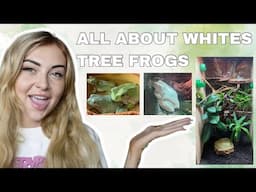 WHITES TREE FROG CARE GUIDE (ENCLOSURE, FEEDING & MORE)