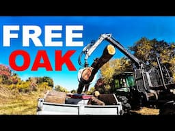 FREE OAK LOGS AND A LOGGING JOB WALKABOUT!