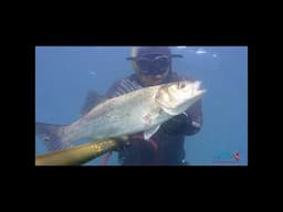 pescasub reals | GROSSA SPIGOLA nel torbido #spigolona  #pescasubmarina #spearfishing #fishing #fish