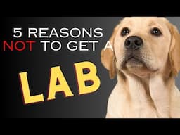 5 Reasons NOT to Get a Labrador Retriever   Dogs 101