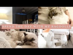 A Full Day In The Life Of My RAGDOLL CATS | grooming, playing, sleep routine, harness training + Q&A