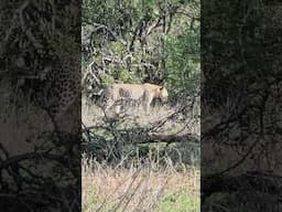 Majestic male Leopard strolling through the bush. #wildlife #krugerpark  #nature #safari