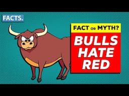 FACT OR MYTH: Bulls Hate Red?