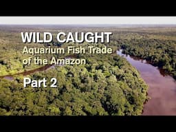 WILD CAUGHT : AQUARIUM FISH TRADE OF THE AMAZON. PART 2