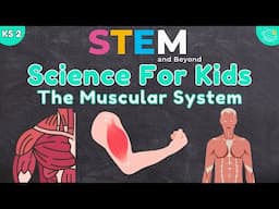 The Muscular System | KS2 Science | STEM and Beyond