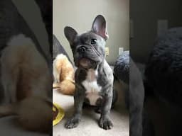 Baby Frenchie Puppy- French Bulldog Being Cute!