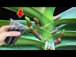 Just 1 Teaspoon! Suddenly Orchid Grows 1001 Roots And Blooms Super Flower!