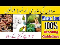 Birds Winter Food & Breeding Guidelines (2024) in Urdu / Hindi By |Arham|., Video. 508