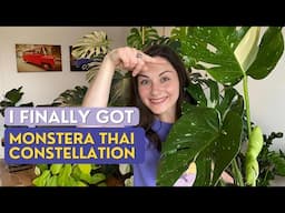 Monstera THAI CONSTELLATION vs ALBO | Plant Haul and Rare Hoyas