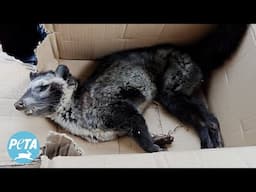 This Undercover Investigator Took a Massive Risk to Save a Dying Civet Cat