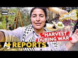 It's Bisan From Gaza, And We're Picking Olives In A Genocide