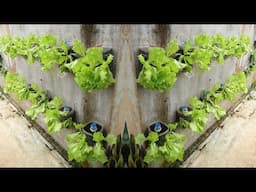 Turn a wall into a great lettuce garden - Vegetable growing tips