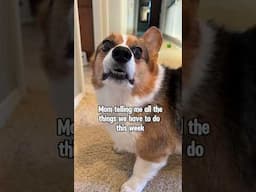 The To Do List - Mom vs Dad #shorts #corgi #dogs