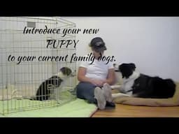 Introduce your new PUPPY to your current family DOGS