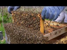 How To Stop Bees Swarming