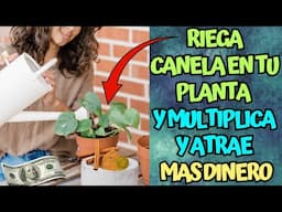 Riega canela en tu Planta y Multiplica y atrae Mas DInero