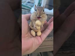 Let's Be In Love With Chipmunks