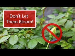 Don't Let Them Bloom: Disbudding Young Roses