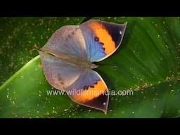 India's National Butterfly - Orange Oakleaf Butterfly