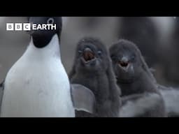 Penguin Siblings Race For Food | Growing Up Wild | BBC Earth Kids