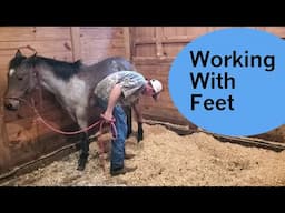 Picking up a young horse's feet