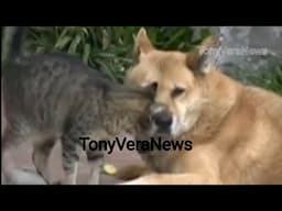 True love, cat, and dog lovers at Venice