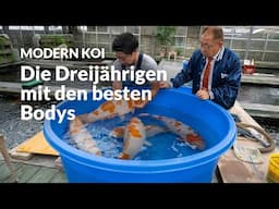 Die brachialen Sansai aus Yamaguchi | Modern Koi Blog #6999