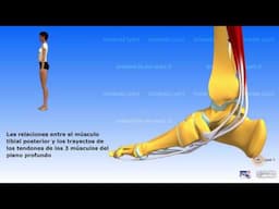 La pierna: grupo muscular posterior relación entre los músculos