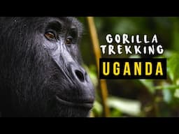 Gorilla Trekking | Explore Uganda