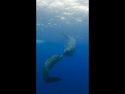 A sperm whale meetup in the Azores, Portugal #OceanXplorers