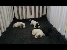 Puppies on the move, sort of