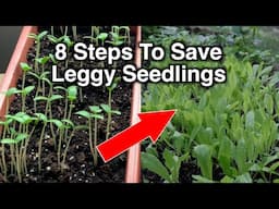 8 Steps To Fix Leggy Seedlings No Need To Start Over!