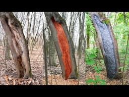 Unbelievable Healing of a Tree