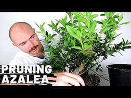 Azalea Pre-Bonsai Pruning & Repotting Nursery Stock